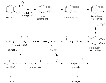 Gambar  3.16 Jalur pemecahan orto untuk katabolisme katekol (Doelle 1994)  