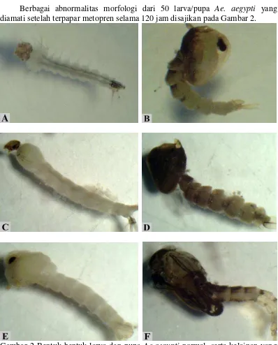 Gambar 2 Bentuk-bentuk larva dan pupa Ae.aegypti normal, serta kelainan yang terjadi setelah terpapar metopren