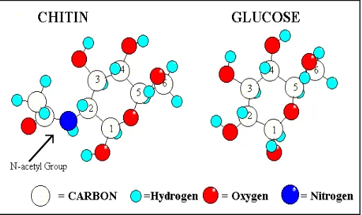Figure 2.1: Molecular structure of chitin (Source:http://www.langara.bc.ca/biology/mario/htm.) 