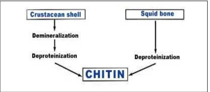 Figure 2.3: Process of producing the chitin from the crustacean shell (Source: http://www.france chitine.com/html)  