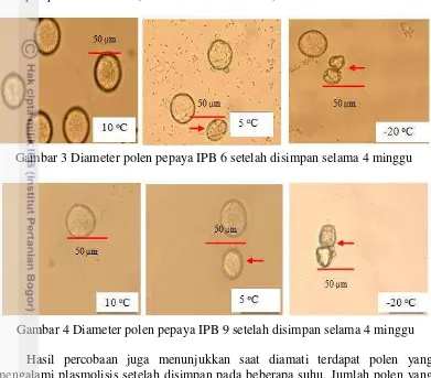 Gambar 3 Diameter polen pepaya IPB 6 setelah disimpan selama 4 minggu  