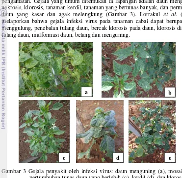 Gambar 3 Gejala penyakit oleh infeksi virus: daun menguning (a), mosaik (b), 
