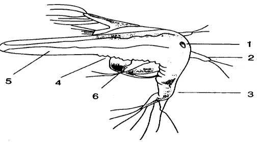 Gambar 1. Morfologi Artemia salina Leach (Isnansetyo, 1995) 