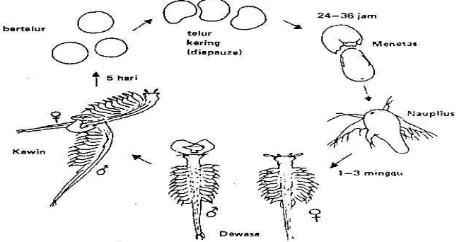 Gambar 3. Tahap penetasan Artemia salina Leach (Mujiman, 1995) 