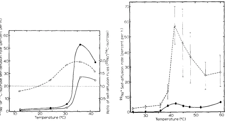 Fig. 6. Comparison of self-diffusion rates of "eNa+ and [14C]sucrose through dipalmitoylphos- 