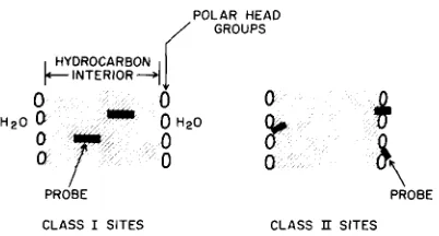 Fig. 9. Two possible classes of sites for membrane bound fluorescent probes. Class I sites are located in hydrocarbon interior