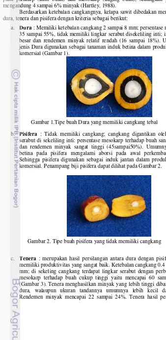 Gambar 2. Tipe buah pisifera yang tidak memiliki cangkang 