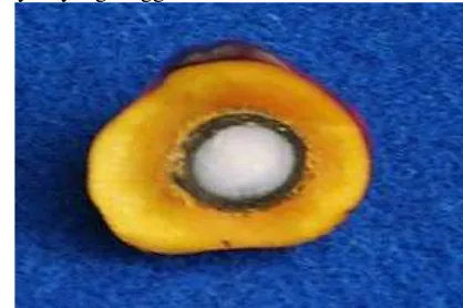 Gambar 3. Tipe buah Tenera yang memiliki cangkang tipis 