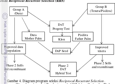 Gambar 4. Diagram program seleksi Reciprocal Recurrent Selection . 