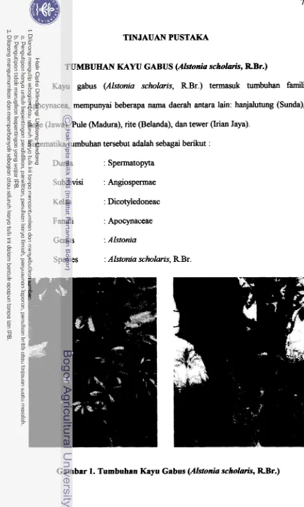 Gambar 1. Tumbuhan Kayu Gabus (Alstonia scholaris, RBr.) 