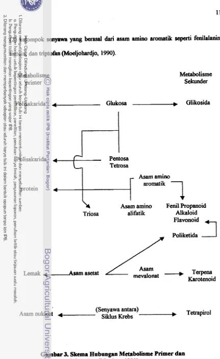 Gambar 3. Skema Hubungan Metabolisme Primer dm 
