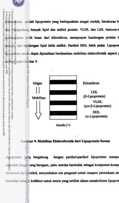 Gambar 9. Mobilitas Elektroforetik dari Lipoprotein Serum 