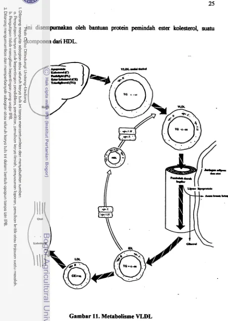 Gambar 11. Metabolisme VLDL 