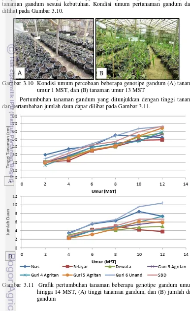 Gambar 3.10  Kondisi umum percobaan beberapa genotipe gandum (A) tanaman 