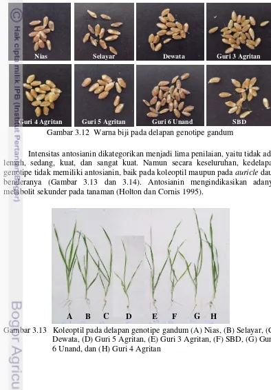 Gambar 3.13   Koleoptil pada delapan genotipe gandum (A) Nias, (B) Selayar, (C) 