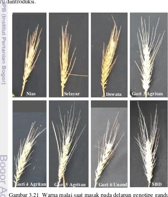 Gambar 3.21  Warna malai saat masak pada delapan genotipe gandum 