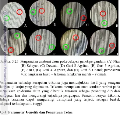Gambar 3.25  Pengamatan anatomi daun pada delapan genotipe gandum. (A) Nias, 
