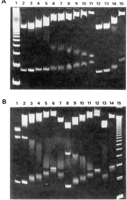 FIGURE 6: PAGE competing ditercalinium. show (1) ladder; (2) EcoRI-HindIII-AuaII DNA restriction frag- competing ditercalinium at rf values and 0.107