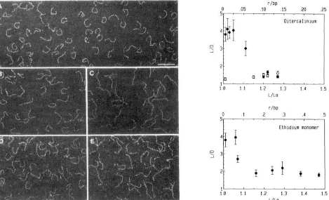 FIGURE 7: ditercalinium at rf Electron migrographs of the 264-bp pPK201 /CAT fragment in the absence of drug (A) and in the presence of the following drugs: 0.05 zyxwvutsrqponmlkjihgfedcbaZYXWVUTSRQPONMLKJIHGFEDCBA(B) and 0.14 (C); ethidium monomer at rf 0