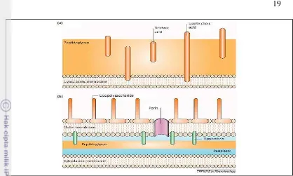 Gambar 11. Penampakan dinding sel bakteri Gram positif (a) dan Gram negatif (b) (Mohhamad et al 2012) 