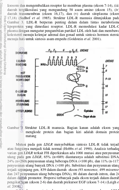 Gambar 3 Struktur LDL-R manusia. Bagian kanan adalah ekson yang mengkode protein dan bagian kiri adalah domain protein matang 