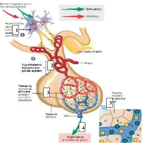Gambar   4  Skema hubungan hipotalamus dan hipofisis (Lucky 2010). Keterangan : 1. Stimuli dari sistem saraf, releasing hormones disekresi dari neuron hipotalamus