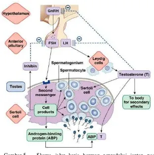 Gambar 5  Skema jalur kerja hormon reproduksi jantan pada proses spermatogenesis (Terrichan  2010) 