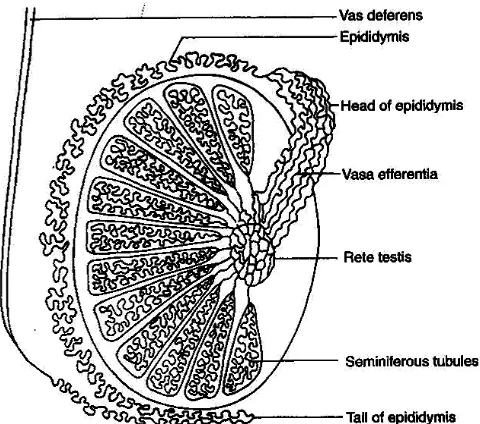 Gambar 8  Ilustrasi potongan membujur testis. Segmen- segmen jaringan  terdiri atas: kauda epididimis, tubulus seminiferus, rete testis, vasa eferentia, caput epididimis, dan saluran skrotum vas deferen  (Bearden et al