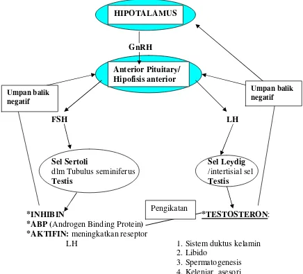 Gambar  9  Skema  kerja hormonal reproduksi pria/jantan (Squires 2003). 