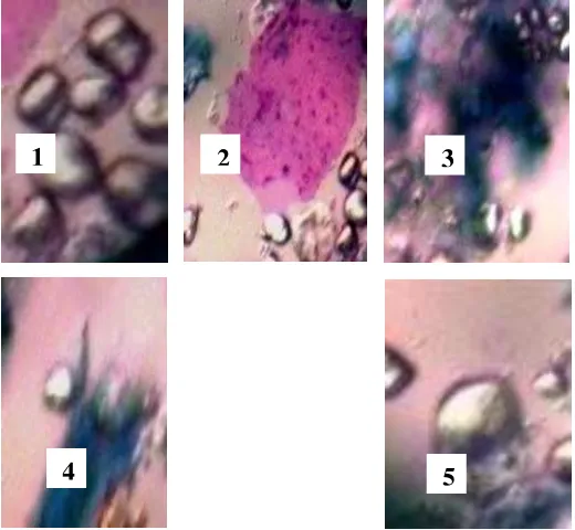 Gambar 12  Gambaran mikroskopik serbuk pasak bumi : 1. Granula  tepung,                         2