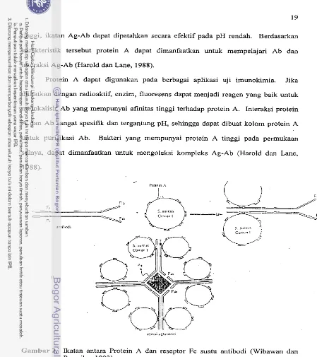 Gambar 2. Ikatan antara Protein A dan reseptor Fc suatu antibodi (Wibawan dan 