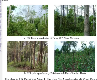 Gambar 4  HR Pulai  (a) Monokultur dan (b) Agroforestry di Musi Rawas 