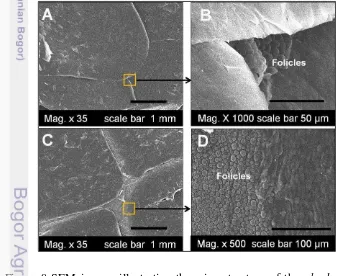 Figure 8 SEM images illustrating the microstructure of the  