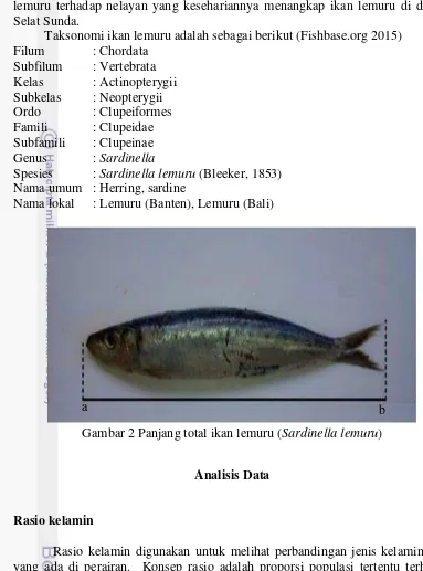 Gambar 2 Panjang total ikan lemuru (Sardinella lemuru) 