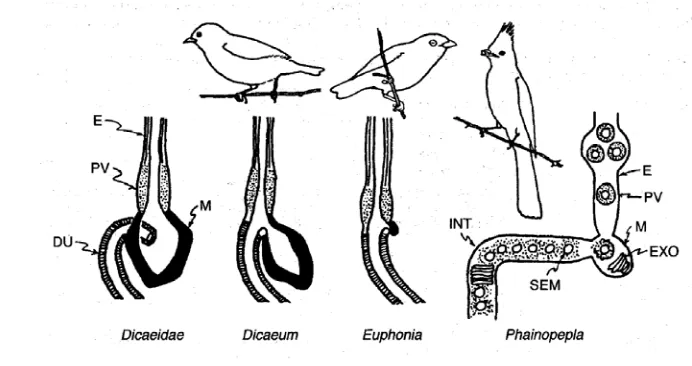 Gambar 3. Skema beberapa tipe proventrikulus dan ventrikulus pada burung pemakan 