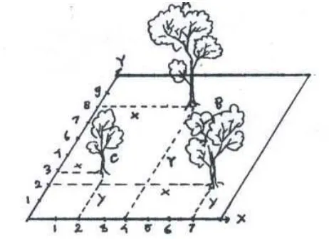 Gambar 6. Penggambaran koordinat pohon 