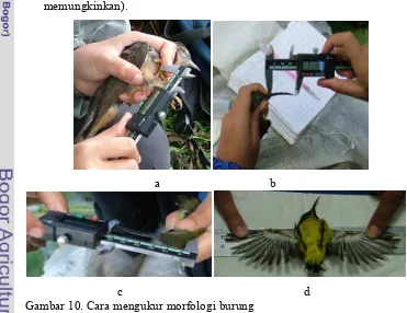 Gambar 10. Cara mengukur morfologi burung a:pengukuran panjang tarsus, b:pengukuran panjang paruh, c:pengukuran panjang kepala, d:pengkuran panjang rentang sayap 