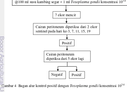 Gambar 4  Bagan alur kontrol positif dengan Toxoplasma gondii konsentrasi 103-4 