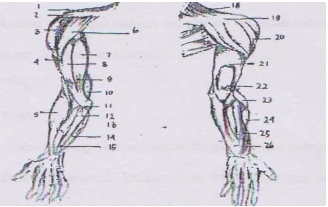 Gambar 8 Struktur Otot Lengan 