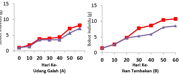 Gambar 16 Grafik Pertumbuhan bobot udang galah (A) dan ikan tambakan (B) 