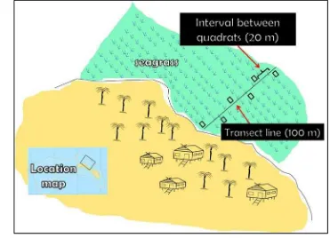 Figure 6  Position of transect line and quadrates for seagrass cover estimation in the continues seagrass beds of Kapoposang Island