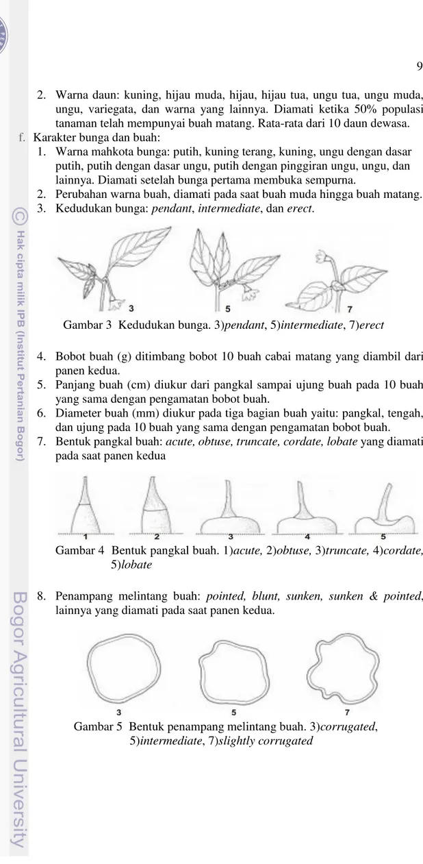 Gambar 4  Bentuk pangkal buah. 1)acute, 2)obtuse, 3)truncate, 4)cordate,       5)lobate 