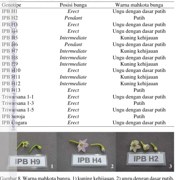 Tabel  4    Penampilan  karakter  kualitatif  posisi  bunga  dan  warna  mahkota  bunga           pada 18 genotipe cabai hias yang diuji 