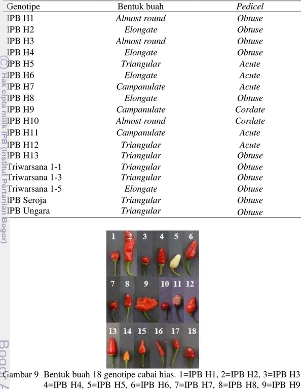 Tabel 5  Penampilan karakter kualitatif bentuk buah dan pedicel pada 18 genotipe     cabai hias yang diuji 