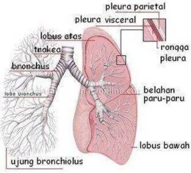 Gambar 1. Anatomi paru-paru manusia. (Bambang I, 2006) 