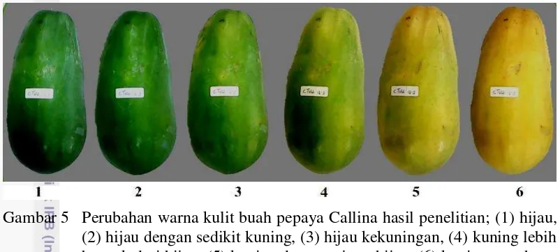 Gambar 5  Perubahan warna kulit buah pepaya Callina hasil penelitian; (1) hijau,  