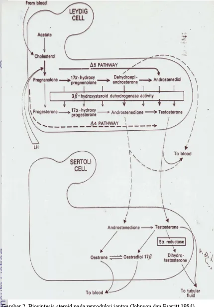 Gambar 2  Biosintesis steroid pada reproduksi jantan (Johnson dan Everitt 1984)