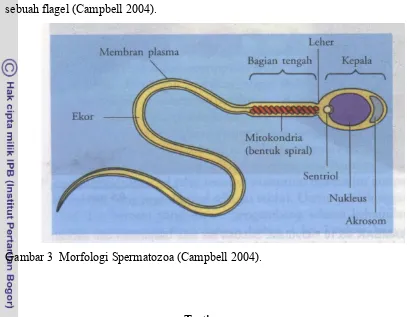 Gambar 3  Morfologi Spermatozoa (Campbell 2004).