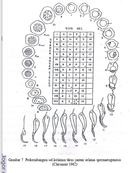 Gambar 7  Perkembangan sel kelamin tikus jantan selama spermatogenesis 
