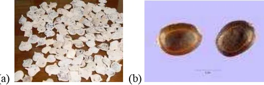 Figure 1   Acacia nilotica (a) pods and (b) seeds (Attenborough 1995). 